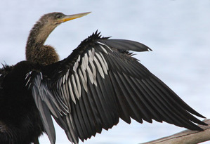 Anhinga Gallery