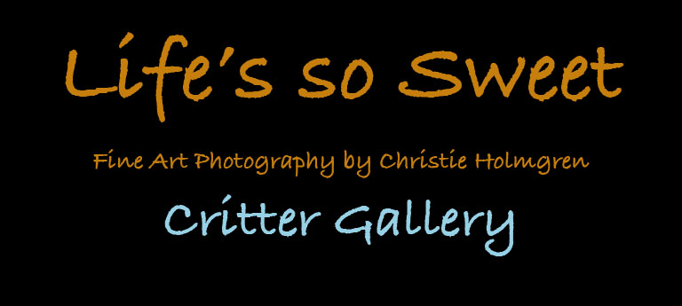 Critter Logo