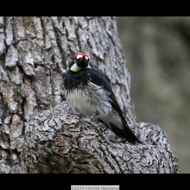 Acorn<br/>Woodpecker