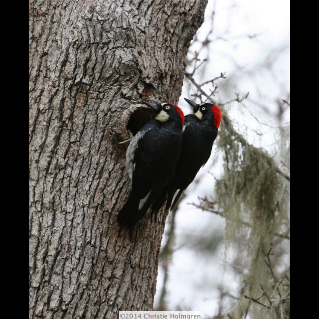 Acorn<br/>Woodpecker<br/>2