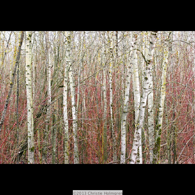 Alders
