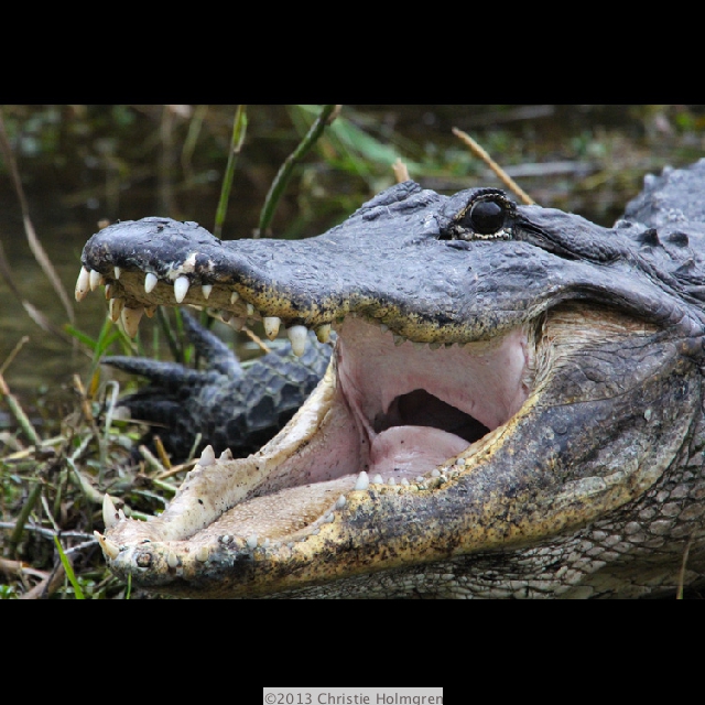 Alligator
