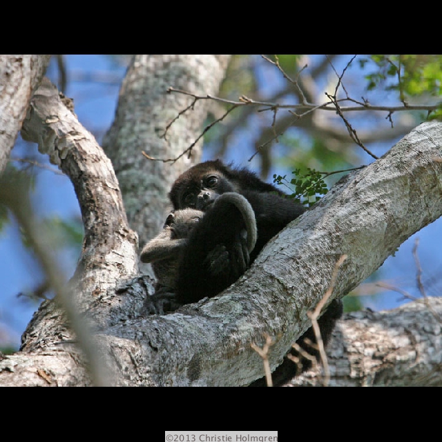 Howler<br/>Monkey<br/>& Baby