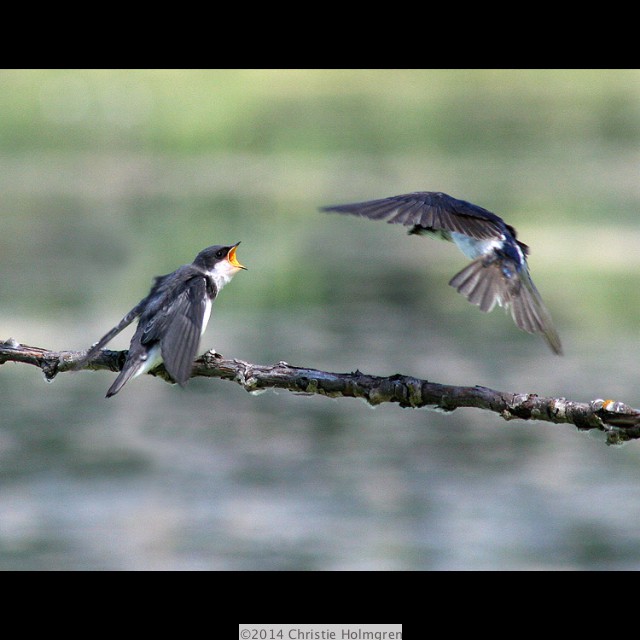 Baby<br/>Swallow