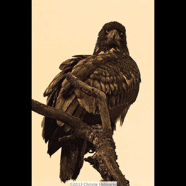 Bald<br/>Eagle 2<br/>Sepia