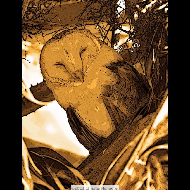Barn<br/>Owl<br/>Sepia