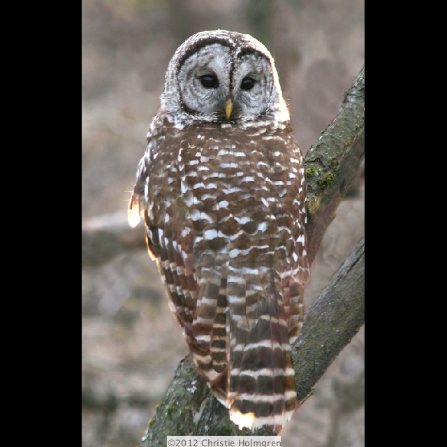 Barred<br/>Owl