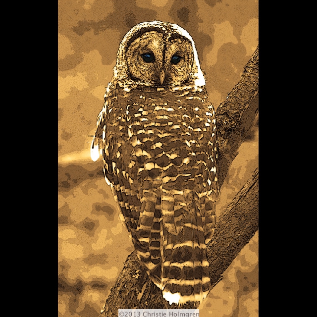 Barred<br/>Owl<br/>Sepia