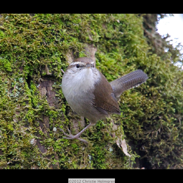Bewick's<br/>Wren 2