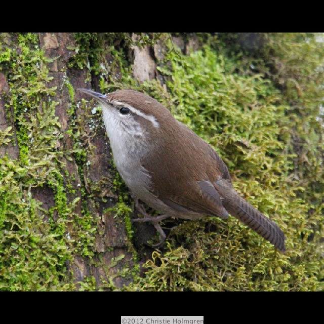 Bewick's<br/>Wren 3