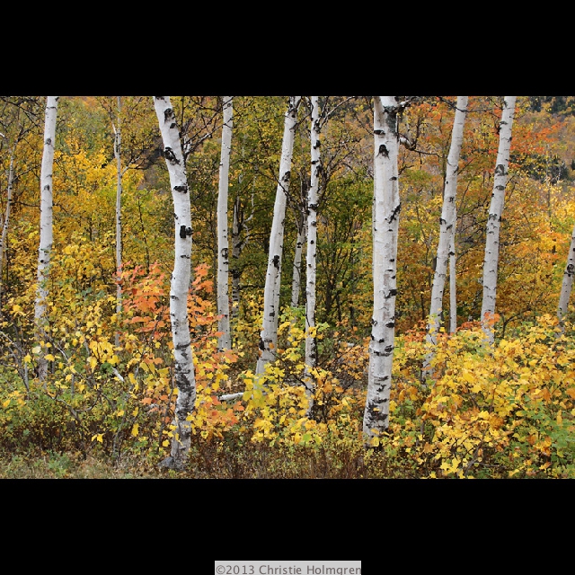 Shelburne<br/>Birches