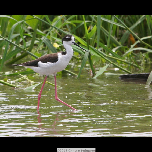 Black<br/>Necked<br/>Stilt