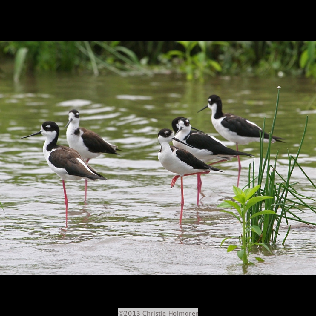 Black<br/>Necked<br/>Stilts 1