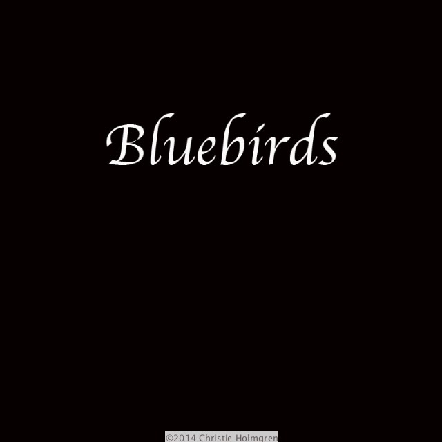 Bluebirds