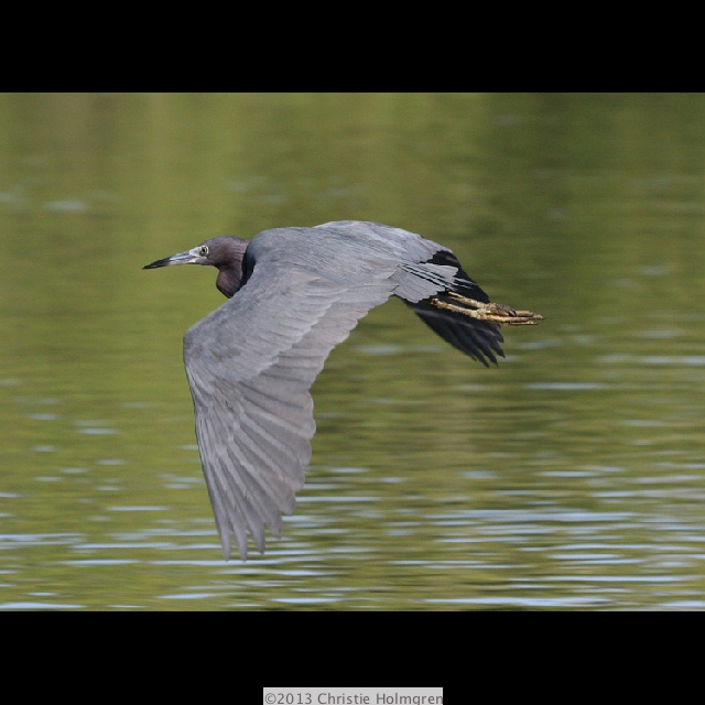 Little<br/>Blue<br/>Heron