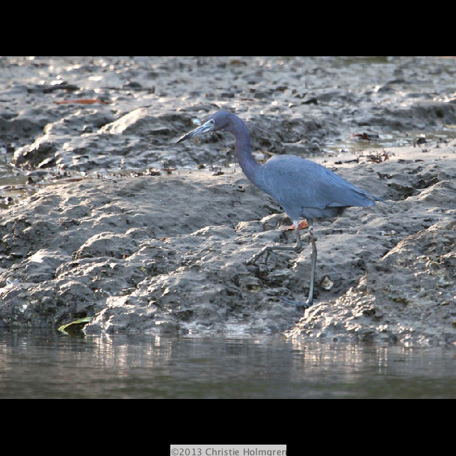 Little <br/>Blue<br/>Heron 2