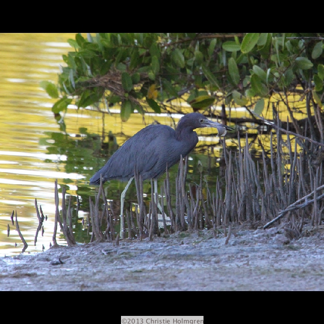 Little<br/>Blue<br/>Heron 4