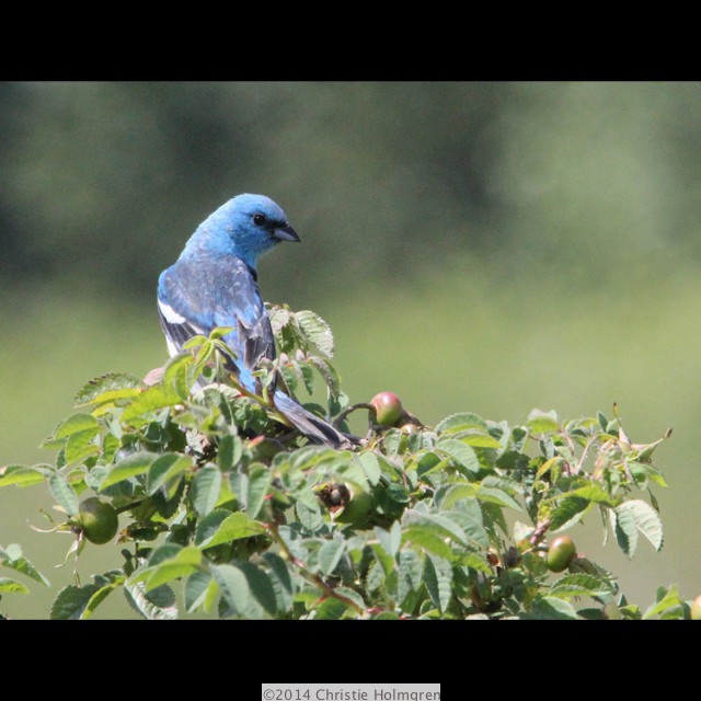 Lazuli<br/>Bunting 1