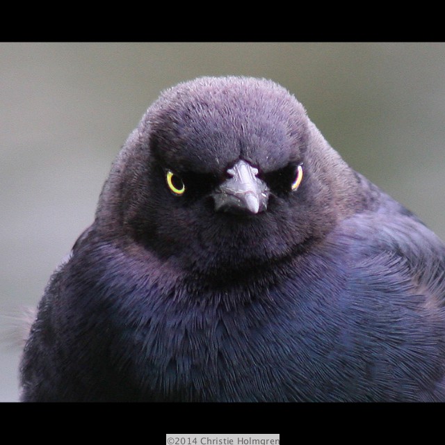Brewers<br/>Blackbird