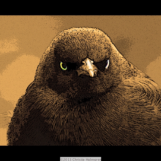 Brewer's<br/>Blackbird<br/>Sepia
