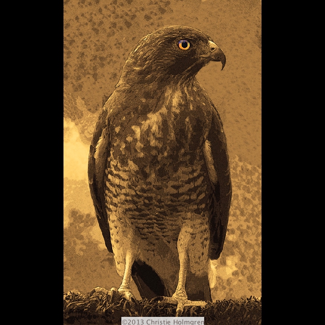Broad<br/>Winged<br/>Hawk Sepia