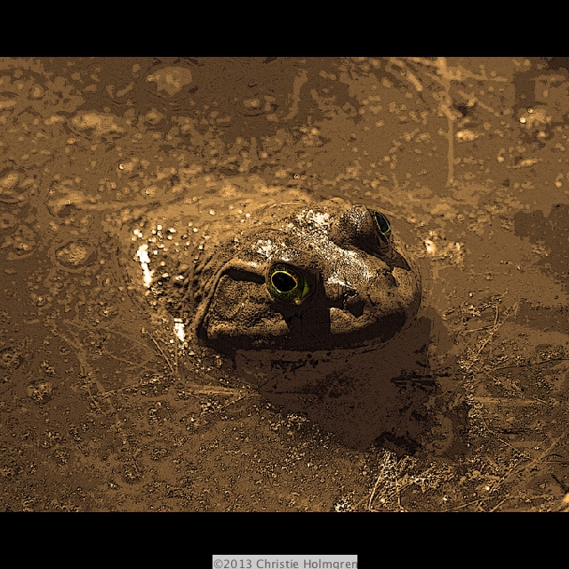 Bullfrog<br/>1 Sepia