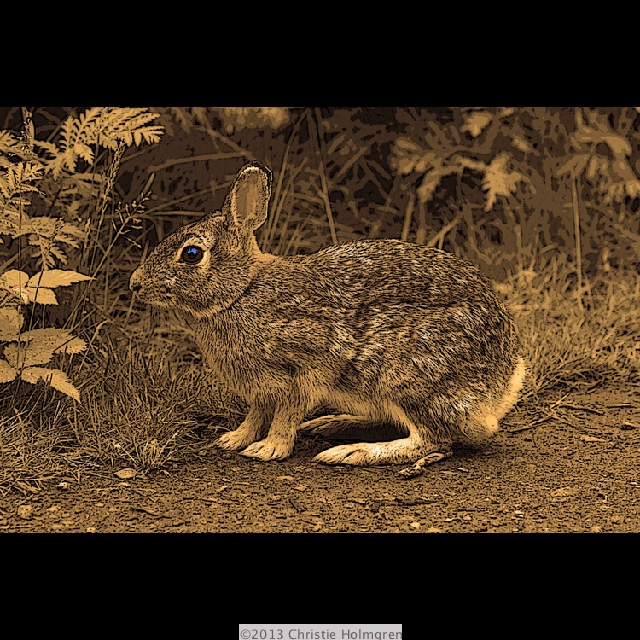 Eastern<br/>Cottontail<br/>Sepia