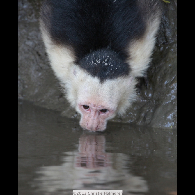 Capuchin<br/>Monkey 2