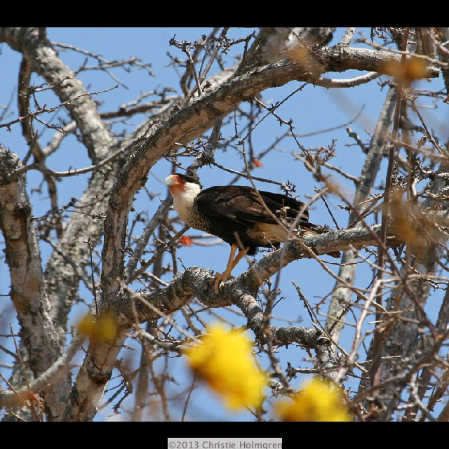 Crested<br/>Caracara
