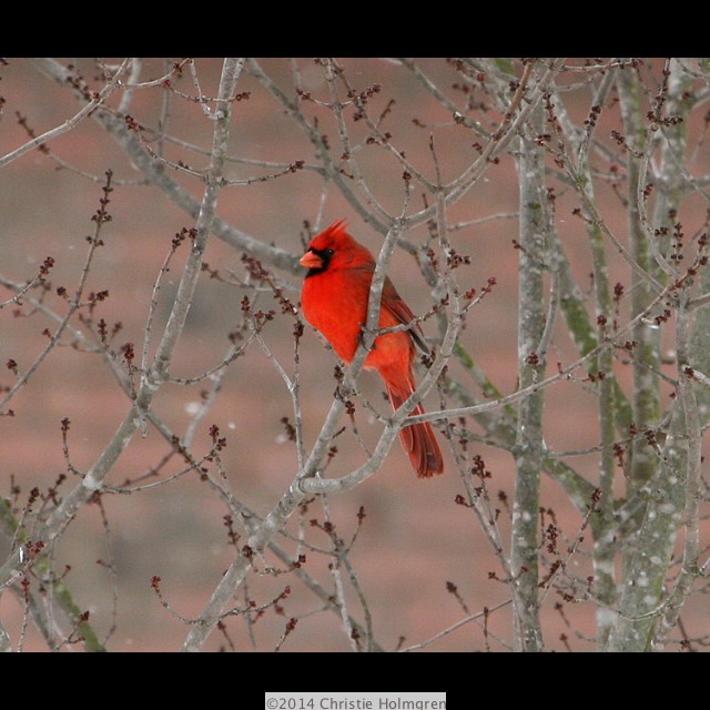 Male<br/>Cardinal 1