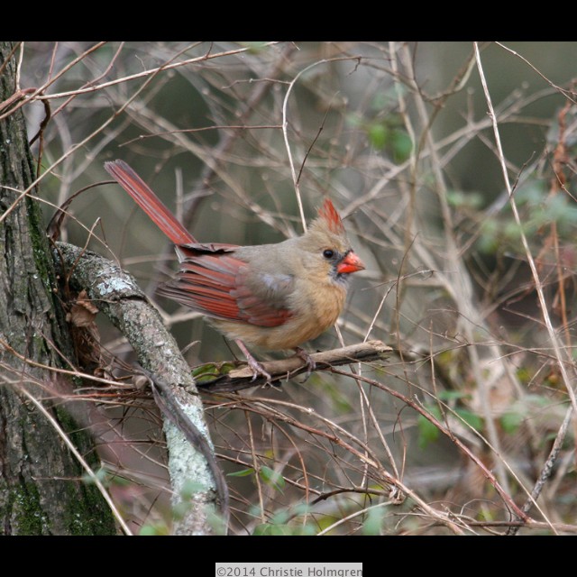 Female<br/>Cardinal 1