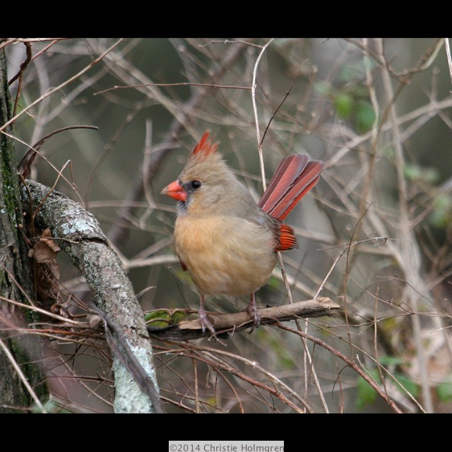Female<br/>Cardinal 2