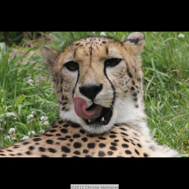 Cheetah 2
