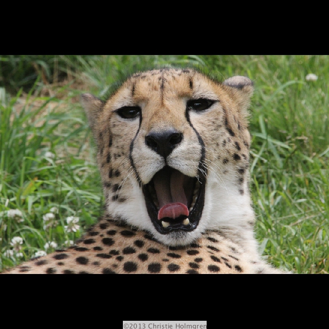 Cheetah 3