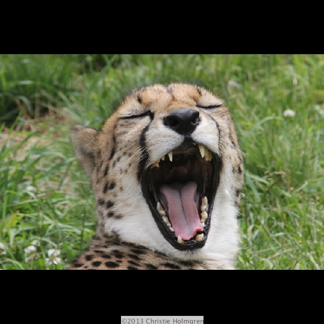 Cheetah 4