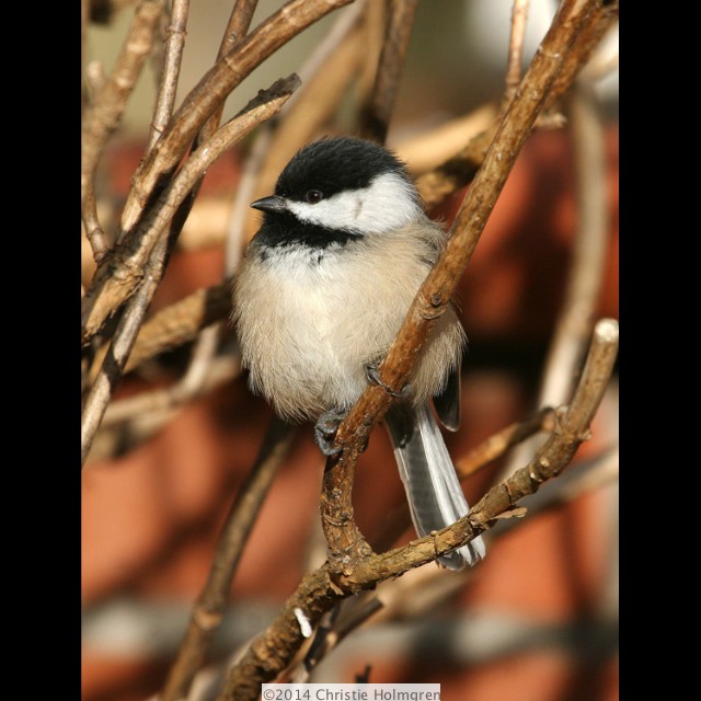 Chickadee