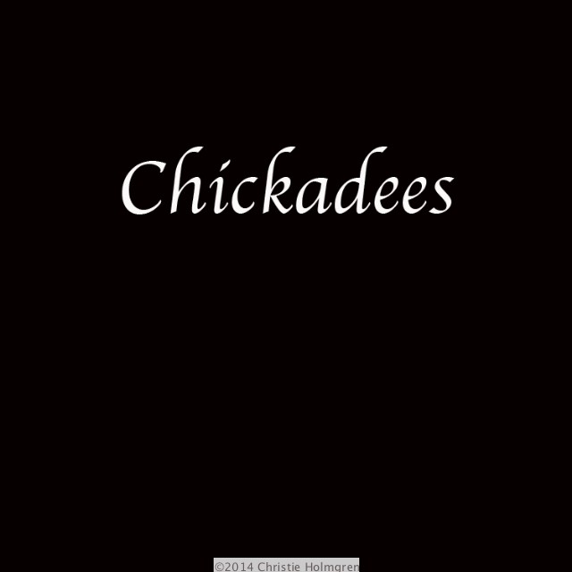 Chickadees