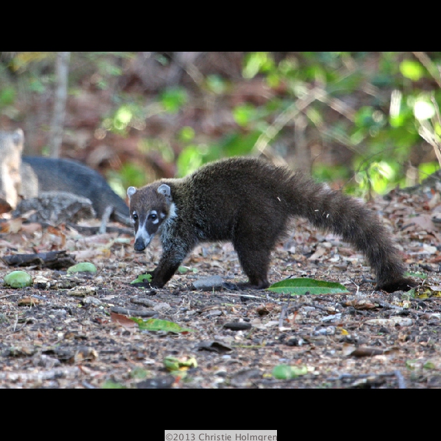 Coati