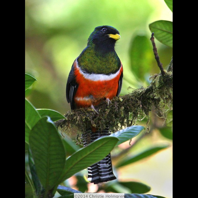 Collared<br/>Trogan