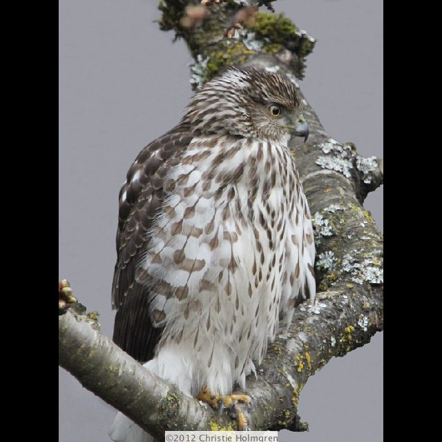 Cooper's<br/>Hawk 1