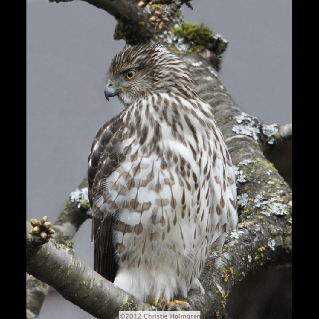 Cooper's<br/>Hawk 3