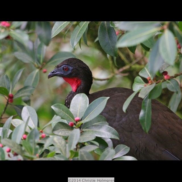 Crested<br/>Guan