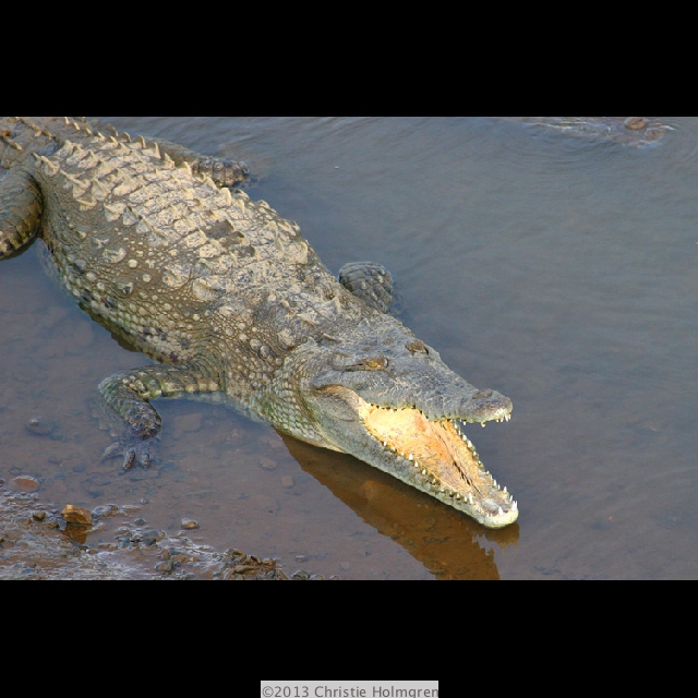 Crocodile