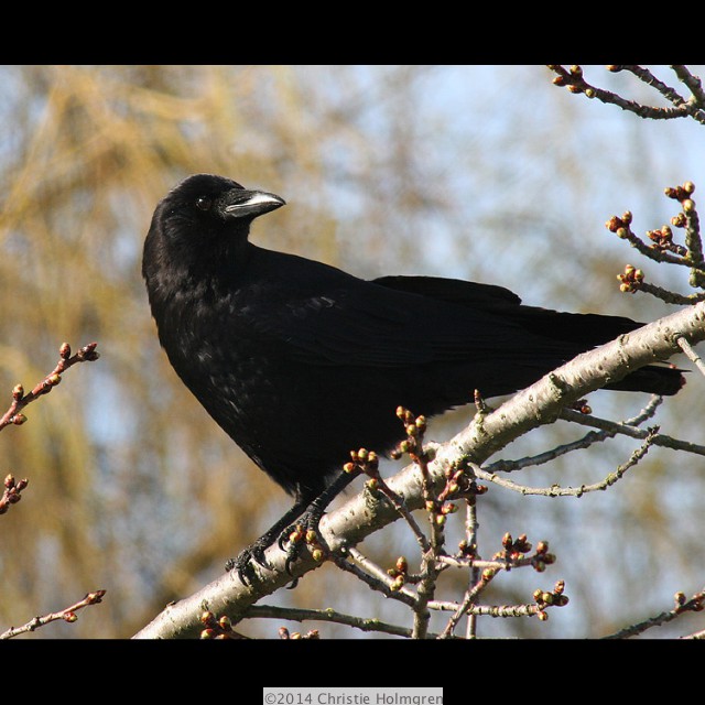 Crow
