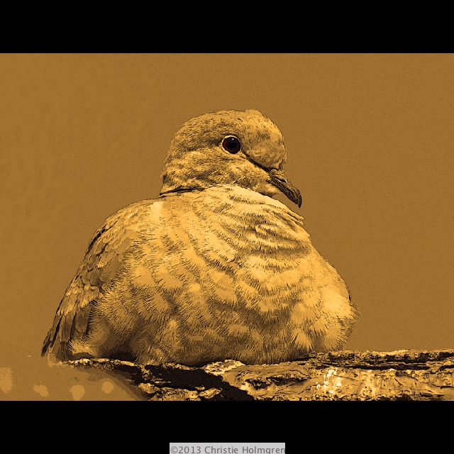 Dove<br/>Sepia