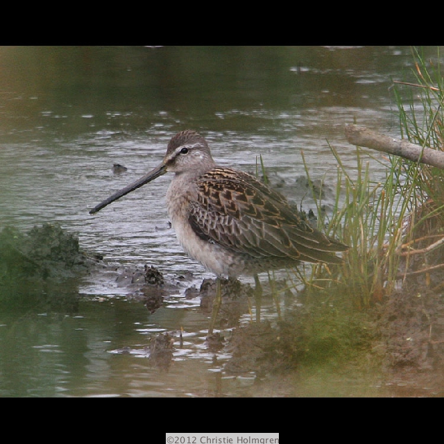 Dowitcher 7