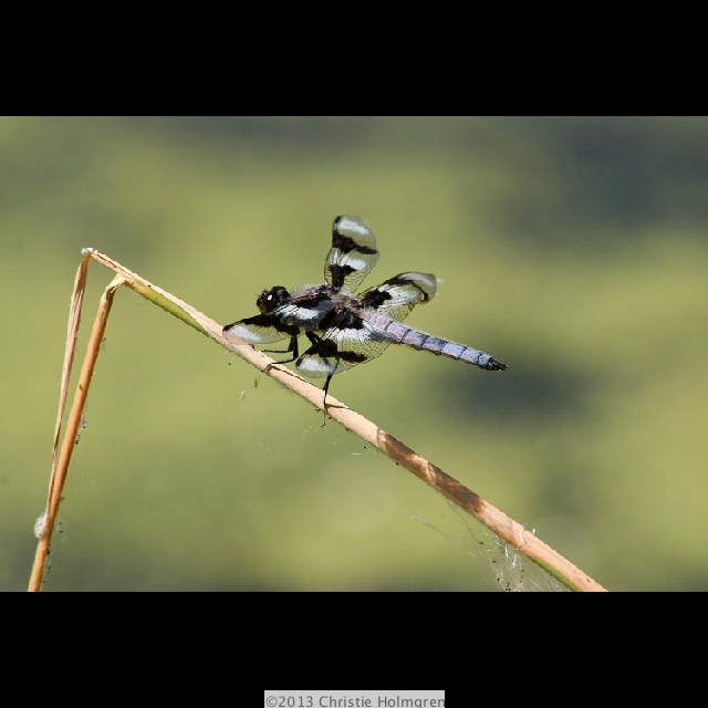 Dragonfly 3