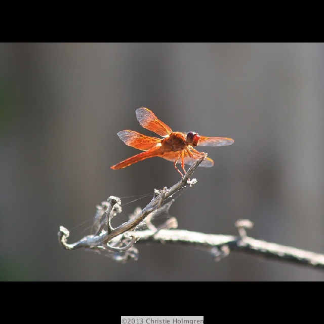 Dragonfly 6
