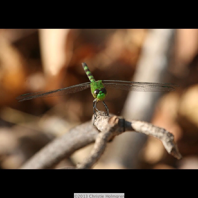 Dragonfly5