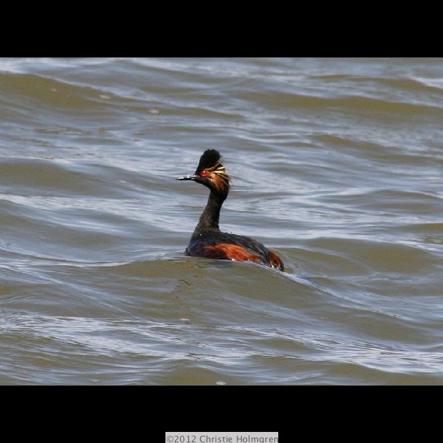 Eared<br/>Grebe